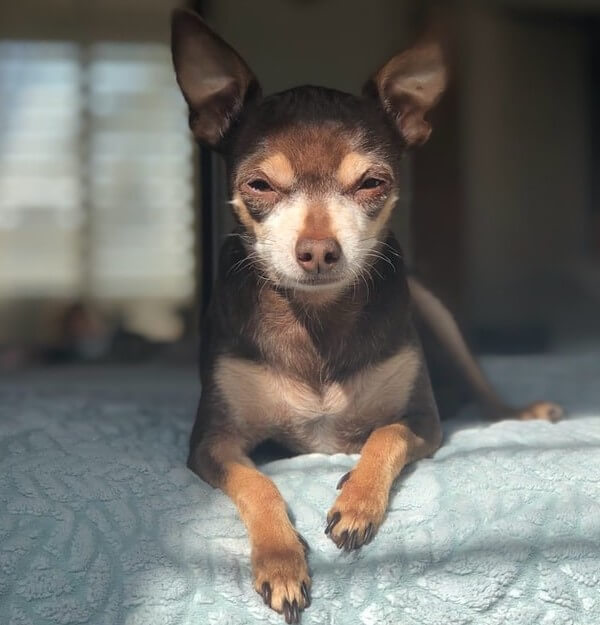 chocolate chiwawa puppies