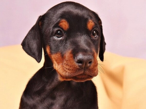 Cane Corso and Doberman Mix