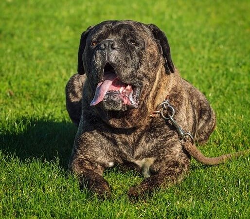 cane corso shepheard mix what do they look like