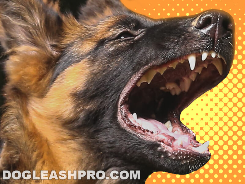 German Shepherd Teething Stages Age Timeline Of Baby Teeth Dog Leash Pro