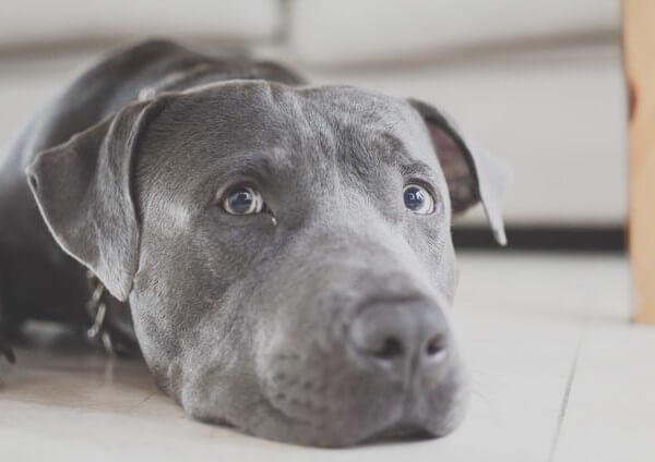 baby Grey Pitbull with blue eyes for sale