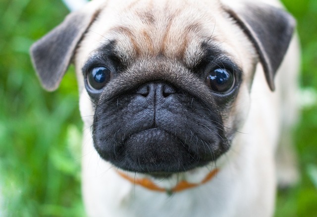 how much do pugs cost