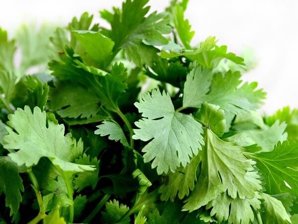 Cilantro bad for dogs or good for dogs