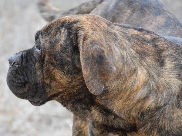 cane corso shepheard mix what do they look like