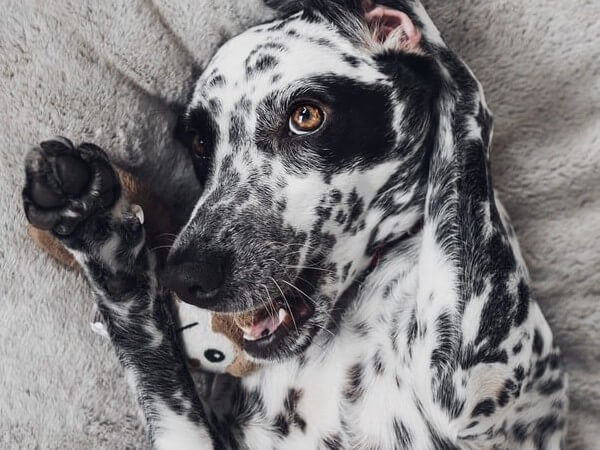 long haired dalmatian dog