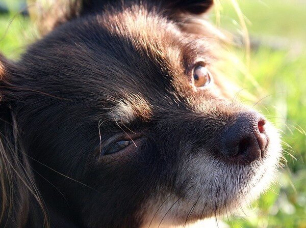 Chocolate chihuahua hotsell long hair