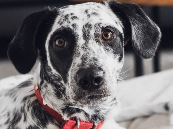 long coated dalmatian