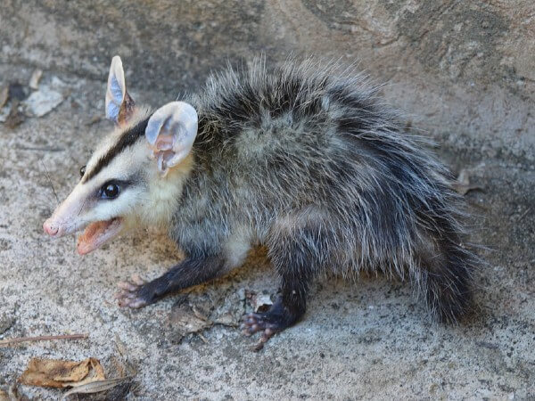 a possum bit my dog what should i do