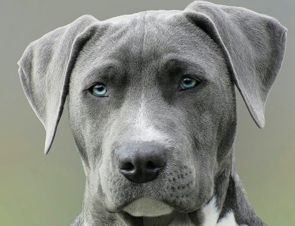 Weimaraner Y El Agua