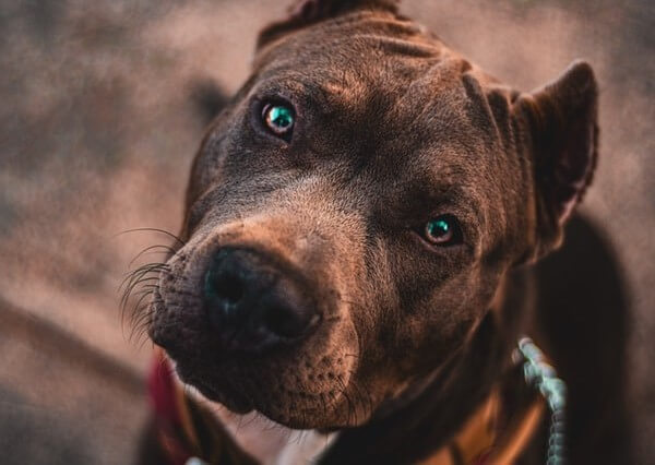 can a american bully live in malaysia