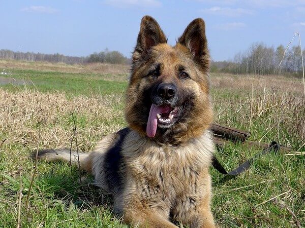 when do german shepherds lose teeth