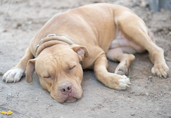 pitbull mix greyhound produces Greybull Pit