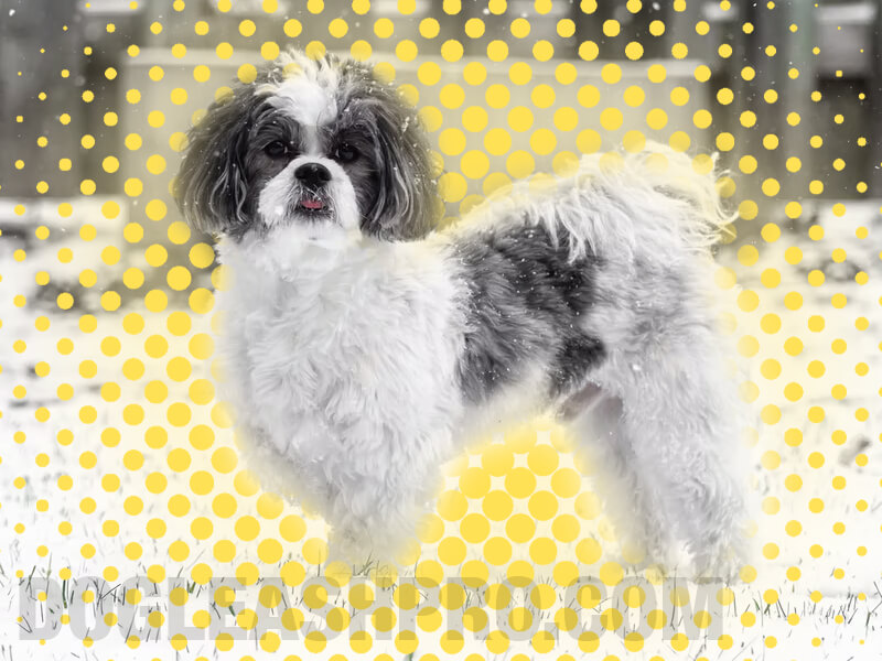 Black And White Shih Tzu