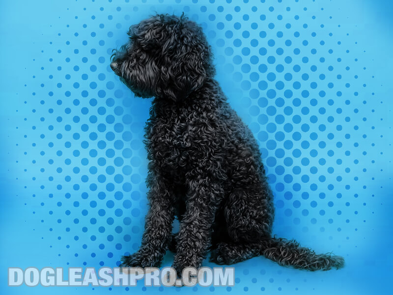 how much do poodle terriers cost