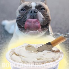 Can Dogs Eat Cream Cheese