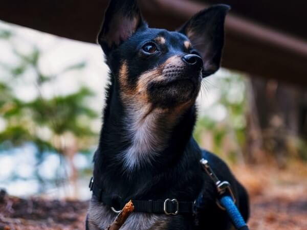 half German Shepherd half Chihuahua