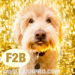 F2B Goldendoodle