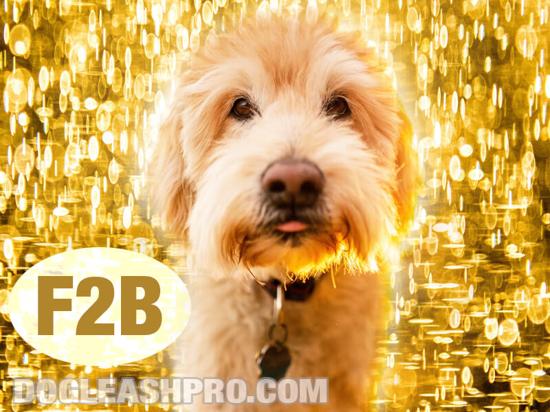 what is the difference between f1 and f2 goldendoodle