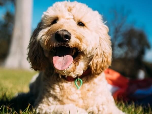 can you breed an f2b goldendoodle