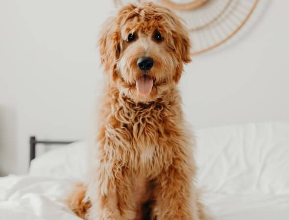 F2b Goldendoodle pictures