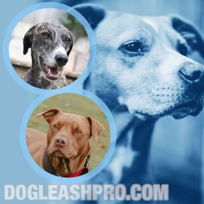 Greyhound Pitbull Mix: Complete Guide - Dog Leash Pro