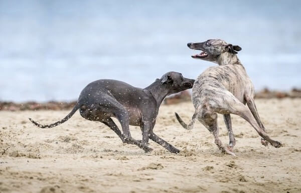 Brindle Greyhound can produce Pitbull Greyhound Mix brindle puppies