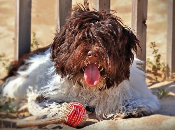 Havanese Chocolate and White