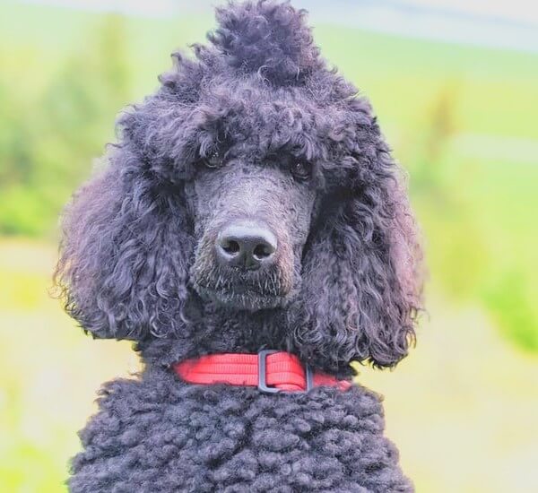 why do poodles change colors