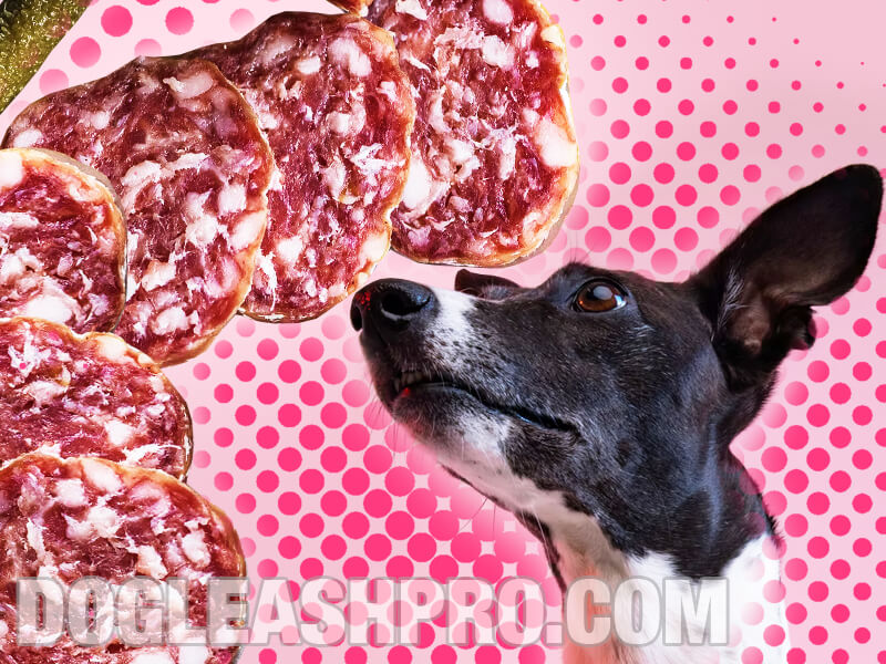 Can Dogs Eat Salami