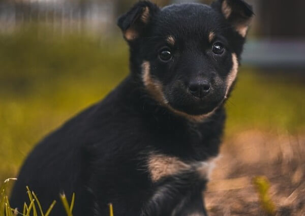 german shepherd teacup chihuahua mix