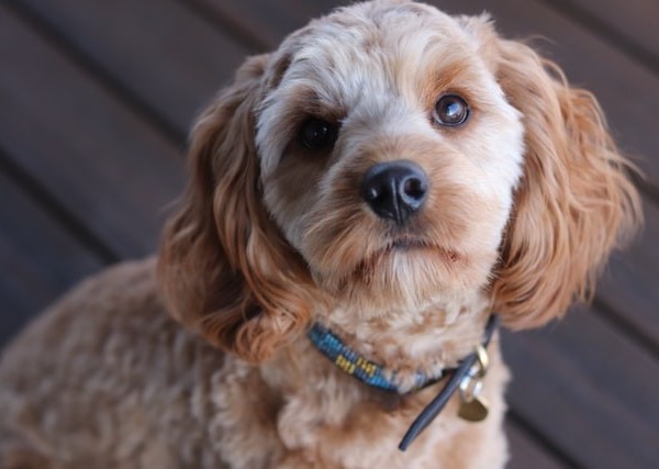 cavapoo f1 or f1b