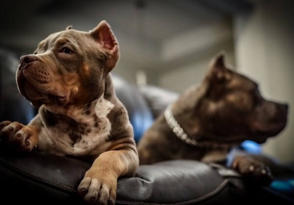 american bully tri color puppy