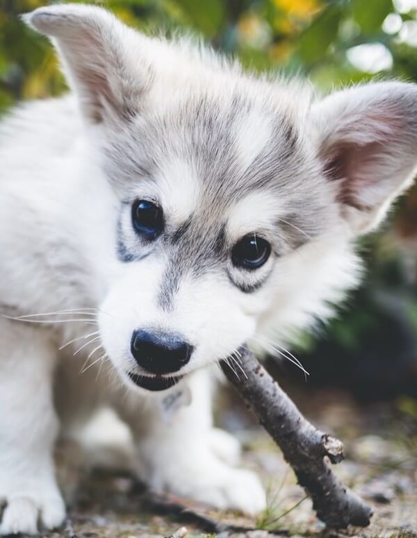 are huskies safe around chihuahuas