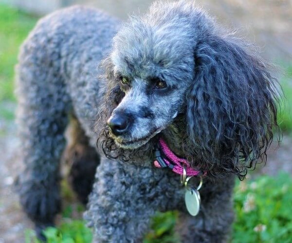 toy blue poodle