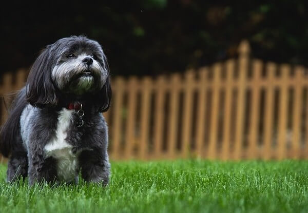 black and white female Shih Tzu puppy