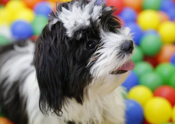 dog Shih Tzu Black and White