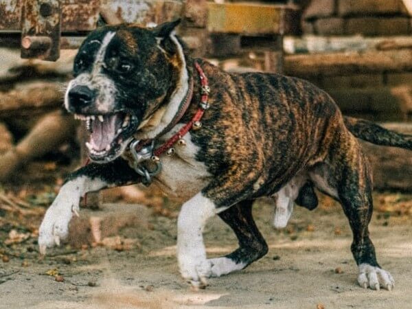 Blue merle hotsell tri color pitbull