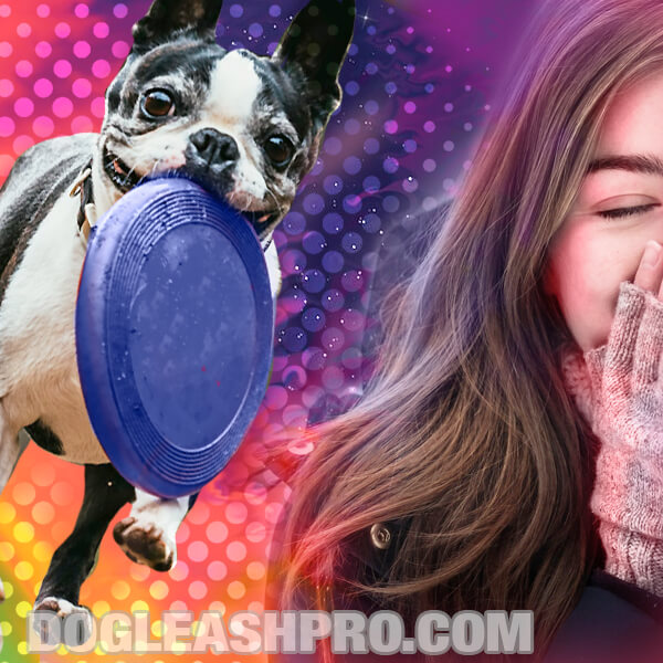 Are Boston Terriers Hypoallergenic