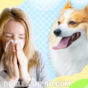 Are Corgis Hypoallergenic
