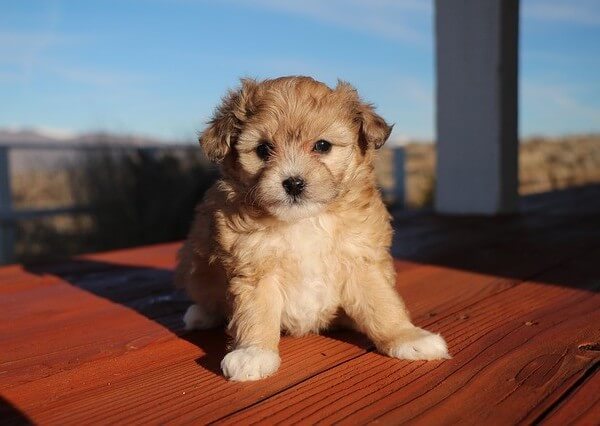 Aussiedoodle puppy shedding