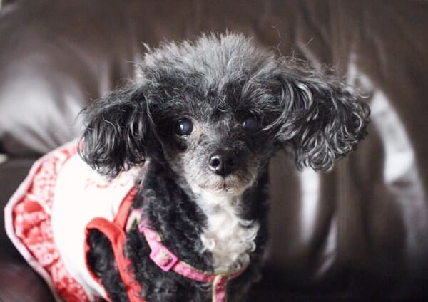 mini blue Merle Poodle