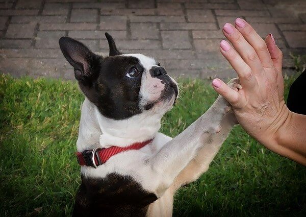 are Boston Terriers Hypoallergenic dogs