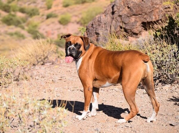 Boxer dog relaxing after a long hike up the valley