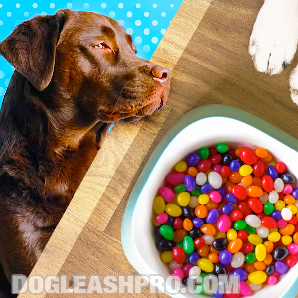 Can Dogs Eat Jelly Beans? - Dog Leash Pro