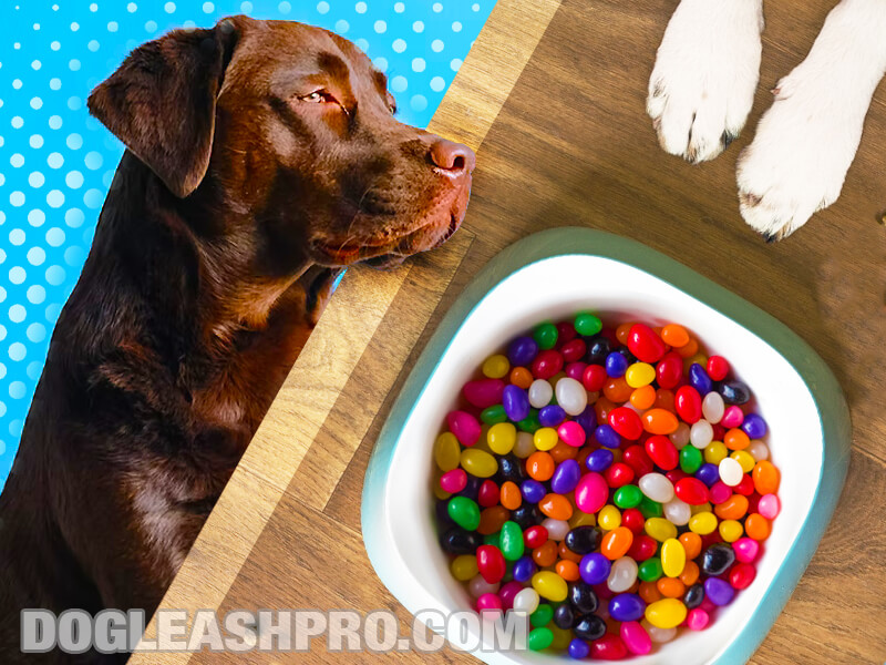 Can Dogs Eat Jelly Beans