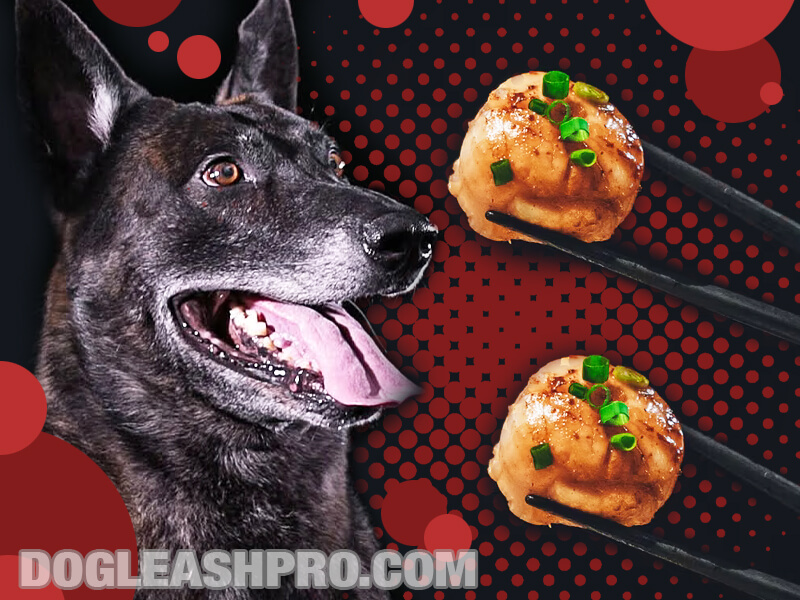 Can Dogs Eat Scallops? - Dog Leash Pro