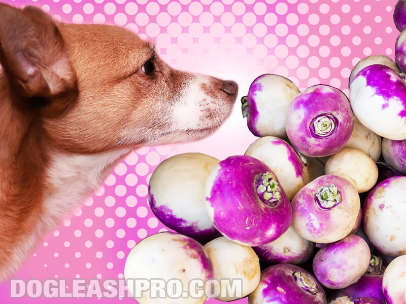 Can Dogs Eat Turnips