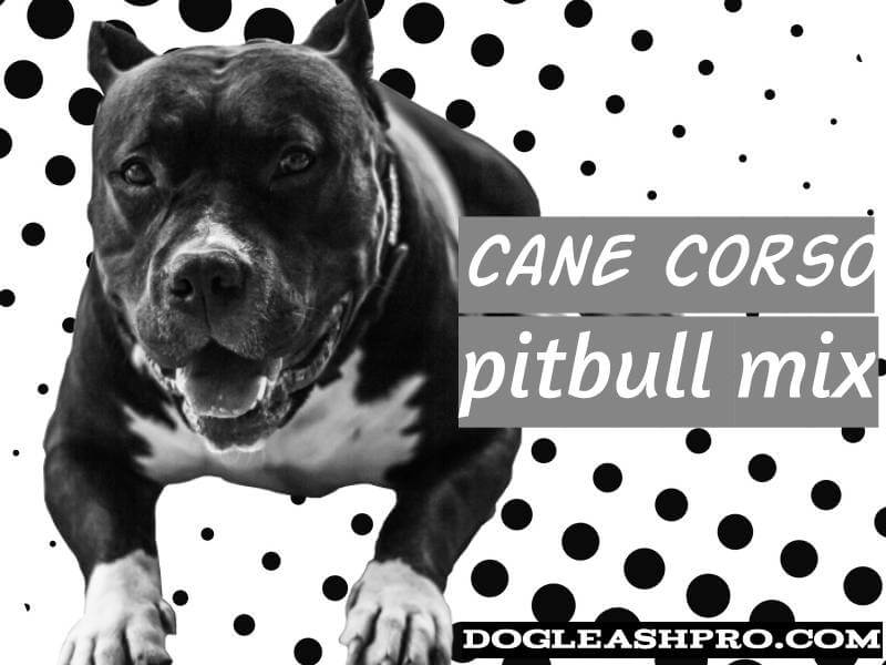 Cane Corso Pitbull Mix