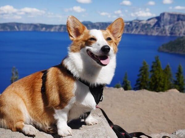 Corgi dog smiling and having fun hiking on national park