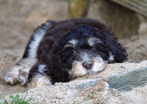 Aussiedoodle do they shed